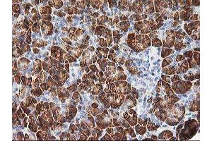 Immunohistochemical staining of paraffin-embedded Human pancreas tissue using anti-PHF21B mouse monoclonal antibody. (PHF21B anticorps)