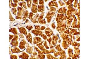 Immunohistochemistry (IHC) image for anti-Chemokine (C-X3-C Motif) Receptor 1 (CX3CR1) (N-Term) antibody (ABIN1031335) (CX3CR1 anticorps  (N-Term))