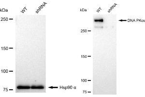 Western blotting analysis using DNA PKcs antibody (ABIN7800013). (Recombinant PRKDC anticorps)