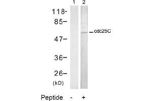 Image no. 2 for anti-Cell Division Cycle 25 Homolog C (S. Pombe) (CDC25C) (Ser216) antibody (ABIN197346) (CDC25C anticorps  (Ser216))