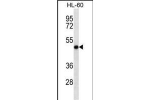 RCC1 Antibody (ABIN6242601 and ABIN6577061) western blot analysis in HL-60 cell line lysates (35 μg/lane).