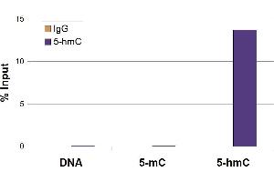 5-Hydroxymethylcytosine (5-hmC, 5-hydroxymethylcytidine) antibody tested by Methyl DNA immunoprecipitation. (5-Hydroxymethylcytosine anticorps)