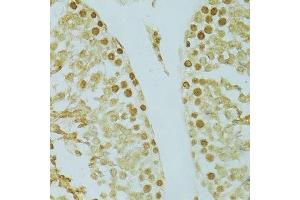 Immunohistochemistry of paraffin-embedded rat testis using RCC1 antibody. (RCC1 anticorps  (AA 1-240))