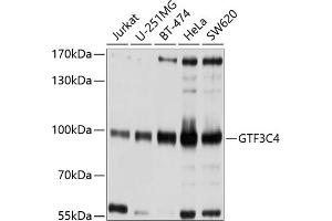 Western blot analysis of extracts of various cell lines, using GTF3C4 antibody  at 1:1000 dilution. (GTF3C4 anticorps  (AA 583-822))