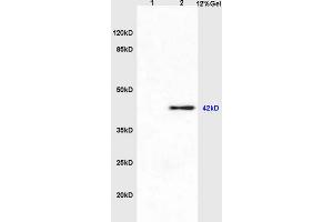 Lane 1: rat testis lysates Lane 2: rat brain lysates probed with Anti PGE2 Polyclonal Antibody, Unconjugated (ABIN748403) at 1:200 in 4 °C. (PGE2 anticorps  (AA 281-384))