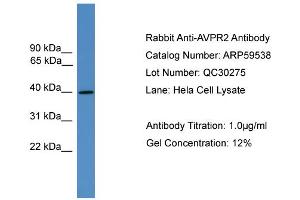 WB Suggested Anti-AVPR2  Antibody Titration: 0. (AVPR2 anticorps  (C-Term))
