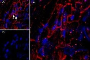 Expression of KCNQ1 in mouse heart - Immunohistochemical staining of mouse heart frozen section using Guinea pig Anti-KCNQ1 Antibody (ABIN7043502, ABIN7045406 and ABIN7045407), (1:200).