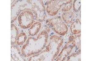 IHC-P analysis of kidney tissue, with DAB staining. (GDF11 anticorps  (AA 299-407))