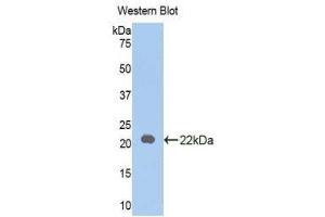 Western Blotting (WB) image for anti-Interleukin 18 (IL18) (AA 37-194) antibody (ABIN1078231) (IL-18 anticorps  (AA 37-194))