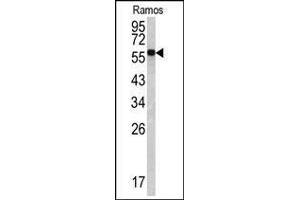 Western blot: Lamin B1 antibody staining of Ramos cell line lysates (35 µg/lane). (Lamin B1 anticorps  (C-Term))