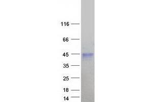 Validation with Western Blot