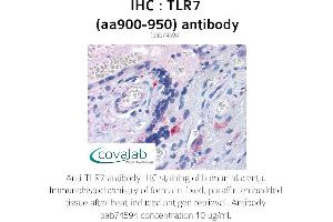 Image no. 1 for anti-Toll-Like Receptor 7 (TLR7) (AA 900-950) antibody (ABIN1740124)