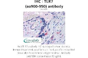 Image no. 1 for anti-Toll-Like Receptor 7 (TLR7) (AA 900-950) antibody (ABIN1740124) (TLR7 anticorps  (AA 900-950))