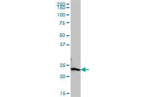 COMMD10 MaxPab polyclonal antibody.