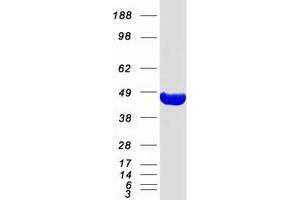 Validation with Western Blot