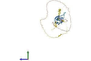 AlphaFold protein structure predicition of Human Recombinant RNPS1 Protein, UniprotID Q15287