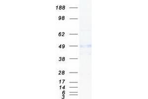 Validation with Western Blot