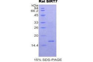 SDS-PAGE (SDS) image for Sirtuin 7 (SIRT7) (AA 275-397) protein (His tag) (ABIN2122102) (SIRT7 Protein (AA 275-397) (His tag))