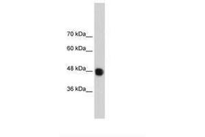 Image no. 3 for anti-DAZ Associated Protein 1 (DAZAP1) (C-Term) antibody (ABIN202448)