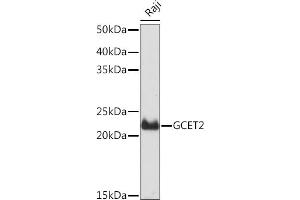 Western blot analysis of extracts of Raji cells, using GCET2 Rabbit mAb (ABIN7267378) at 1:1000 dilution. (GCET2 anticorps)