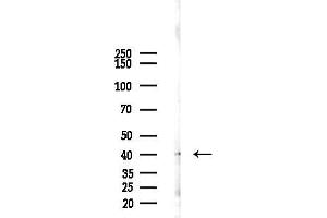 Western blot analysis of lysates from 293 cells(LPS 4h treatment), using DUSP6 Antibody at 1/1000 dilution.