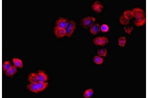 Immunofluorescent analysis of PC-3 cells using ABIN7167421 at dilution of 1:100 and Cy3-congugated Goat Anti-Rabbit IgG