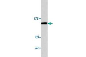 Western blot analysis of COL4A1 polyclonal antibody  in extracts from HeLa cell. (COL4A1 anticorps  (AA 11-60))