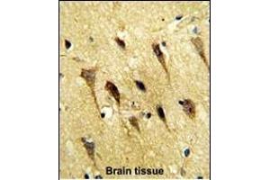 Formalin-fixed and paraffin-embedded human brain tissue reacted with WBP2 Antibody (C-term), which was peroxidase-conjugated to the secondary antibody, followed by DAB staining.