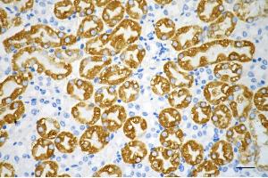 Immunohistochemistry was performed on paraffin-embedded mouse kidney using SRC antibody (ABIN7800054), 1:200). (Recombinant Src anticorps)