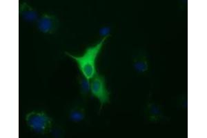 Immunofluorescence (IF) image for anti-Tubulin, alpha 8 (TUBA8) antibody (ABIN1501559)