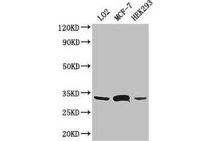 Western Blot Positive WB detected in: LO2 whole cell lysate, MCF-7 whole cell lysate, HEK293 whole cell lysate All lanes: SLC25A6 antibody at 3 μg/mL Secondary Goat polyclonal to rabbit IgG at 1/50000 dilution Predicted band size: 33 kDa Observed band size: 33 kDa (SLC25A6 anticorps  (AA 144-175))