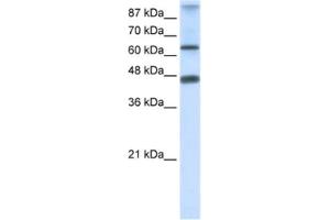 Western Blotting (WB) image for anti-Zinc Finger Protein 79 (ZNF79) antibody (ABIN2461226) (ZNF79 anticorps)