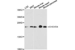 Western blot analysis of extracts of various cell lines, using CHCHD4 antibody. (CHCHD4 anticorps  (AA 1-142))