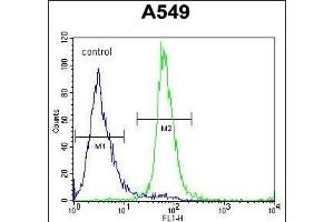 anti-Zinc Finger Protein 324B (ZNF324B) (AA 507-535), (C-Term) antibody