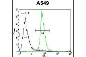 ZNF324B Antibody (C-term) (ABIN654564 and ABIN2844270) flow cytometric analysis of A549 cells (right histogram) compared to a negative control cell (left histogram).