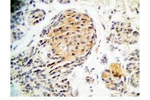 Human pancreas tissue was stained by Rabbit Anti-Augurin Prepro (71-107) (Human) Antiserum (C2orf40 anticorps  (Preproprotein))