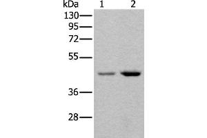 Western blot analysis of 293T and Hela cell lysates using TBX1 Polyclonal Antibody at dilution of 1:400 (T-Box 1 anticorps)