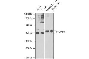 Western blot analysis of extracts of various cell lines, using D Antibody (ABIN6130241, ABIN6139399, ABIN6139400 and ABIN6222773) at 1:1000 dilution. (DAP3 anticorps  (AA 159-398))