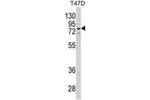 Western blot analysis of LTA4H Antibody (Center) in T47D cell line lysates (35ug/lane). (LTA4H anticorps  (Middle Region))
