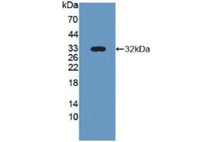 Figure. (NID2 anticorps  (AA 31-289))