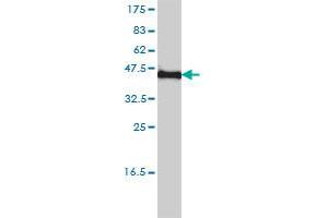 KCNF1 monoclonal antibody (M01), clone 1B2-7B6 Western Blot analysis of KCNF1 expression in Hela .