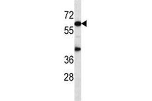 Akt1 antibody western blot analysis in mouse heart tissue lysate.