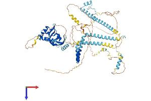 AlphaFold protein structure predicition of Human Recombinant RTF1 Protein, UniprotID Q92541