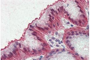 Anti-EMB antibody  ABIN960771 IHC staining of human stomach. (Embigin anticorps  (Internal Region))