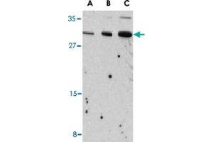 Western blot analysis of Il31 in Raw 264. (IL-31 anticorps  (N-Term))