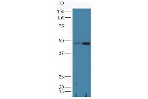 Protein: line1,mouse lung lysates; line2,mouse testicle lysates; Primary: Anti-CD8  at 1: 5000;  Predicted band size:27 kD Observed band size:48 kD (CD8 anticorps  (AA 51-150))