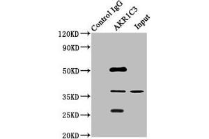 Immunoprecipitating AKR1C3 in HepG2 whole cell lysate Lane 1: Rabbit control IgG instead of ABIN7143694 in HepG2 whole cell lysate. (AKR1C3 anticorps  (AA 1-323))