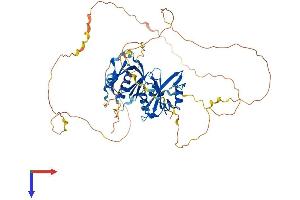 AlphaFold protein structure predicition of Human Recombinant SH3BP2 Protein, UniprotID P78314