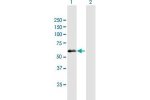 Western Blot analysis of PDZD7 expression in transfected 293T cell line by PDZD7 MaxPab polyclonal antibody. (PDZD7 anticorps  (AA 1-511))