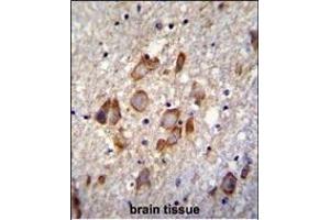ANKRD34B Antibody (C-term) (ABIN655456 and ABIN2844983) immunohistochemistry analysis in formalin fixed and paraffin embedded human brain tissue followed by peroxidase conjugation of the secondary antibody and DAB staining. (ANKRD34B anticorps  (C-Term))